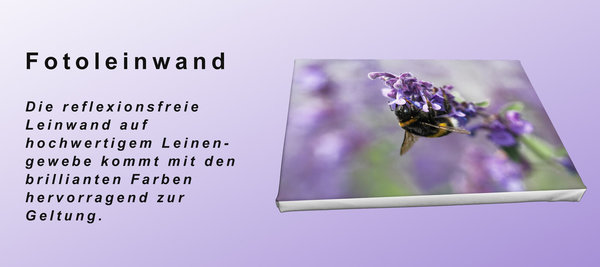 Foto auf Leinwand - Salvia Ziersalbei