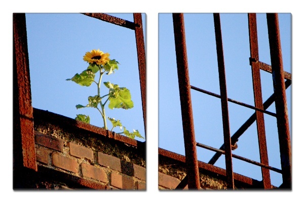 Fotoleinwand - Mehrteiler - Sonnenblume