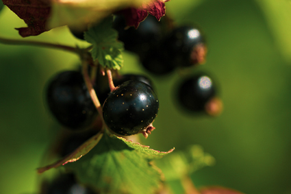 Foto auf Leinwand - schwarze Johannisbeere (Ribes nigrum)